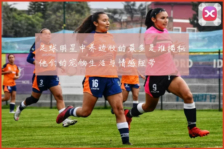 足球明星中养边牧的最多是谁揭秘他们的宠物生活与情感纽带